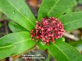 2007-0212Skimmia